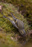 Siskin - Sijs