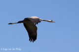 Crane - Kraanvogel
