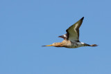 Black-tailed Godwit - Grutto