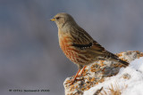 Alpine Accentor - Prunella collaris