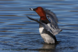 Pochard - Aythya ferina