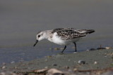 Sanderling - Calidris alba