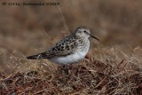 Bairds Sandpiper - Calidris bairdii