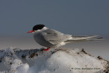 Arctic Tern - Sterna paradisaea