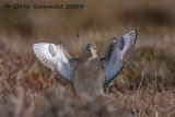 Buff-breasted Sandpiper - Tryngites subruficollis