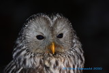 Ural Owl - Strix uralensis