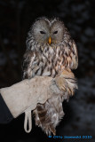 Ural Owl - Strix uralensis