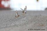 Buff-breasted Sandpiper - Tryngites subruficollis