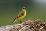 Yellow Wagtail - Motacilla flava flava