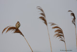 Corn Bunting - Miliaria calandra