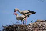White Stork - Ciconia ciconia