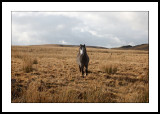 Moorland pony