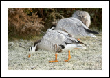 Frozen geese