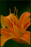 Dreamsicle Day Lily