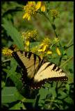 Monarch Butterfly