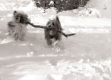 Oke Snow_9.jpg