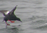 Guillemot showing Feet