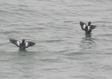 Guillemots wings