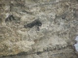 Guillemots Nests on the Cliffs