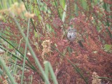 Song Sparrow at Neary Lagoon