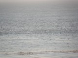 Sooty Shearwaters