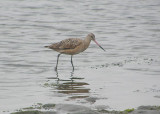 Marbled Godwit