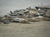 Harbor Seals