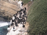 Brandts Cormorants
