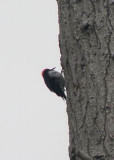 Acorn Woodpecker