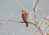 Roadside Hawk