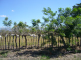 Living Fence and Cattle