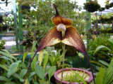 Dracula Orchid