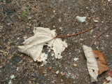 Leaf Cutter Ants at Work