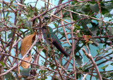 White-necked Jacobin Female