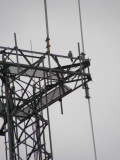 Peregrines mate