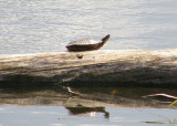 Painted Turtle