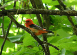 Scarlet Tanager