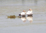 Trumpeter Swans