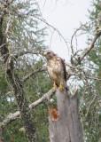 Merlin