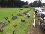 Meredith feeding chickens