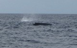 Humpback Whale