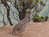 Erckels Francolin