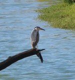 Black-crowned Night-Heron