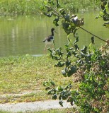 Black-necked Stilt