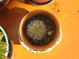 Cholla Baby