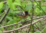 Bay-breasted Warbler