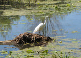 Great Egret