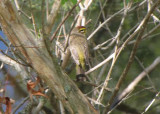 Palm Warbler