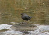Dipper