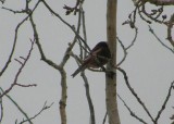 Black Rosy-Finch